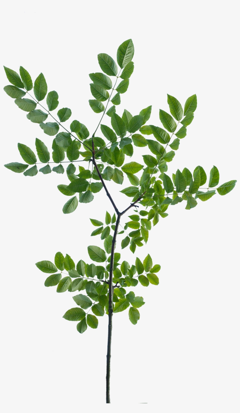 Vegetation Tree Branch 10 Branch With Leaves Texture 1296x1944 PNG