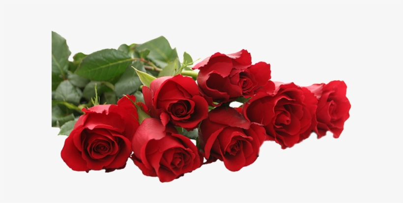 Beautiful Red Rose Png, Beautiful Rose, Red Rose, Red - Crochet Jewelry, Beaded Necklace, Hand Crocheted Lariat, transparent png