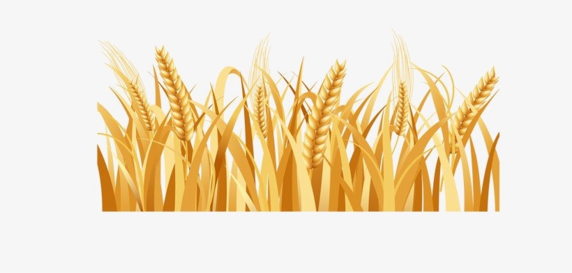 Harvested Wheat Png Image Background - Wheat Png, transparent png