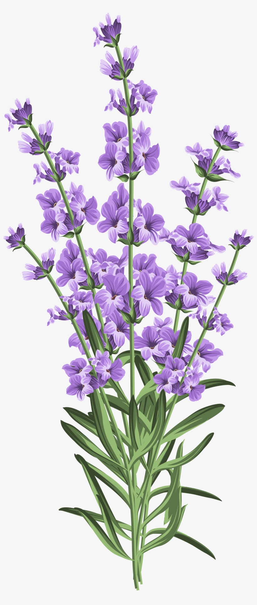 Nature's Absolutes Pure Lavender Essential Oil, 15ml, transparent png