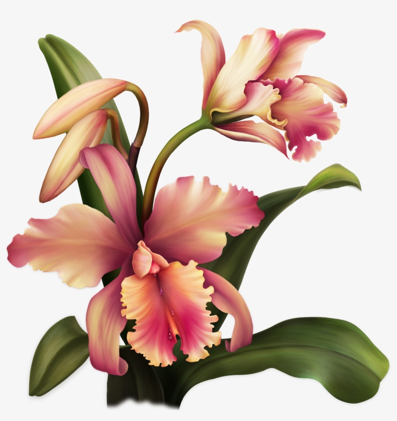 Aloha Orchid Special Flowers, Painted Flowers, Rubrics, - Flower, transparent png