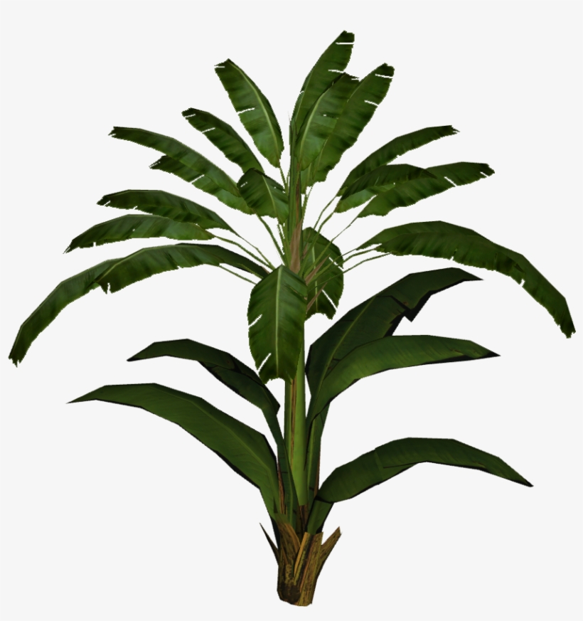 Banana Leaf Palm - Banana Leaf Plant Png, transparent png