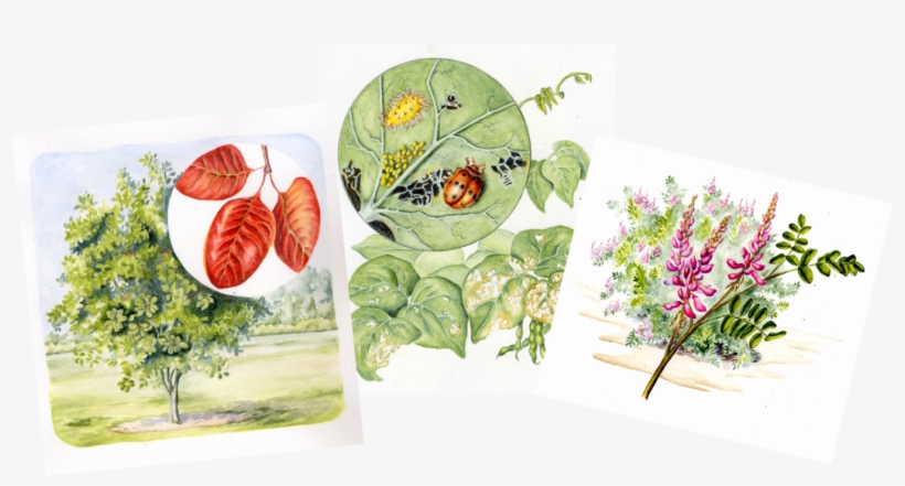 Three Watercolor Paintings Of A Tree And Leaves, Beetle - Watercolor Painting, transparent png