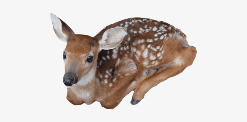 Baby Deer - Baby Deer Png, transparent png
