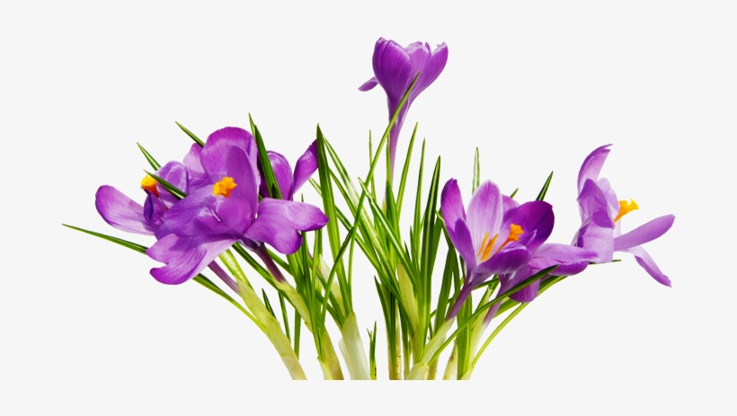 Free High Resolution Graphics And Clip Art - Png Images With Transparent Background Flowers, transparent png