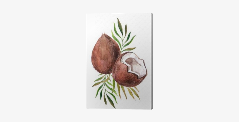 Watercolor Coconut On White Background Canvas Print - Watercolor Painting, transparent png