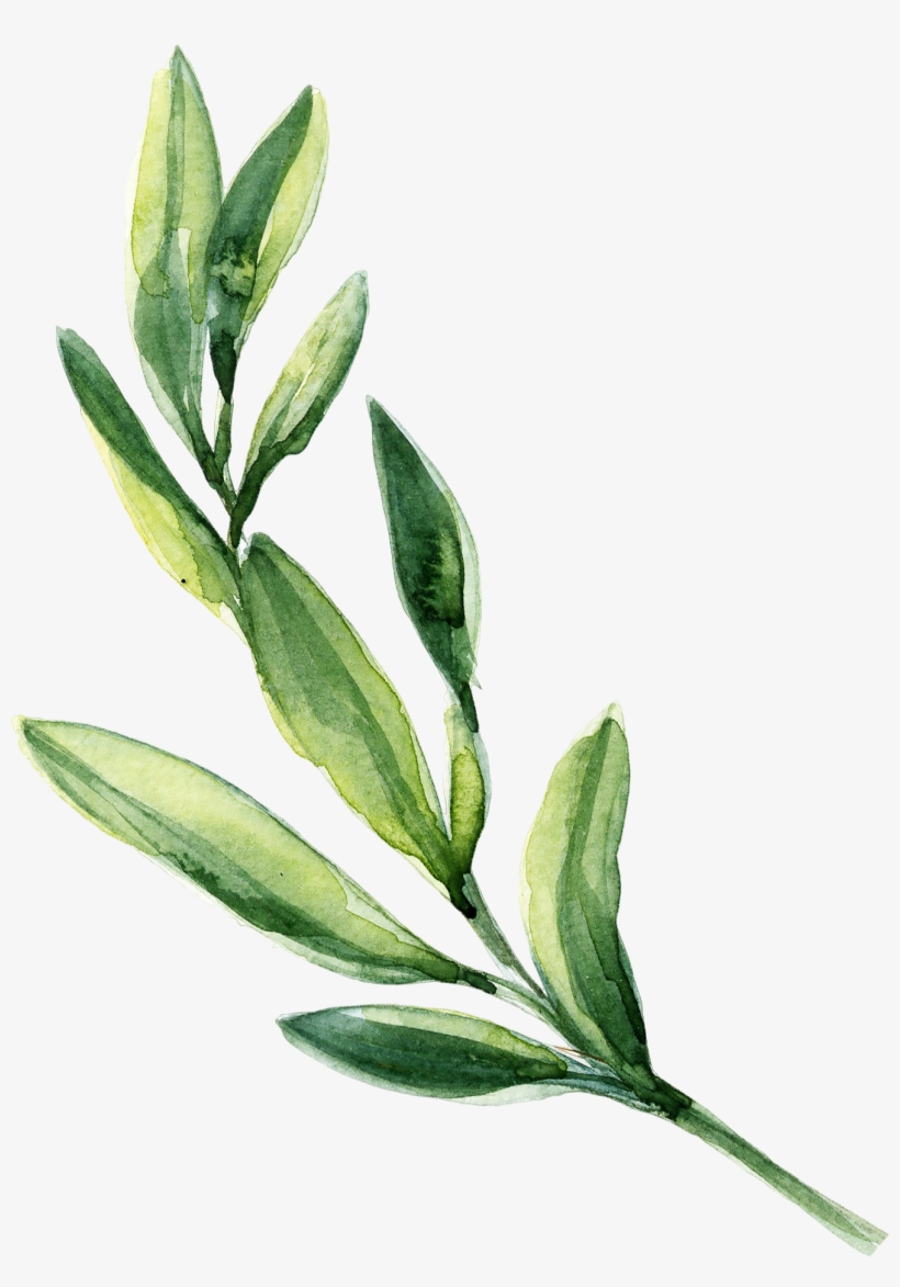 0℃素材23 Watercolor Leaves, Leaf Clipart, Green Leaves, - Leaves Watercolor, transparent png