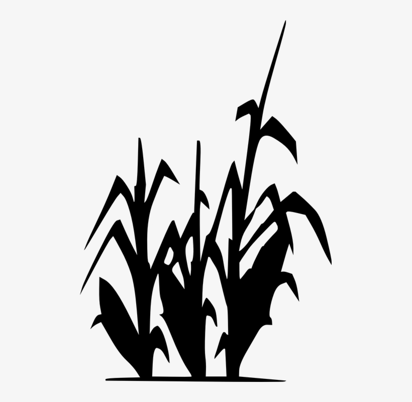 Cornfield Drawing Watercolor Clipart Freeuse Stock - Limitless Horizons Ixil, transparent png