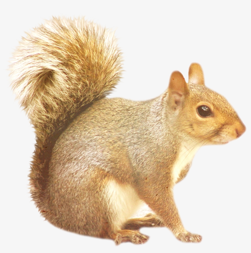 Images Free Download Picture Black And White Stock - Squirrel Png, transparent png