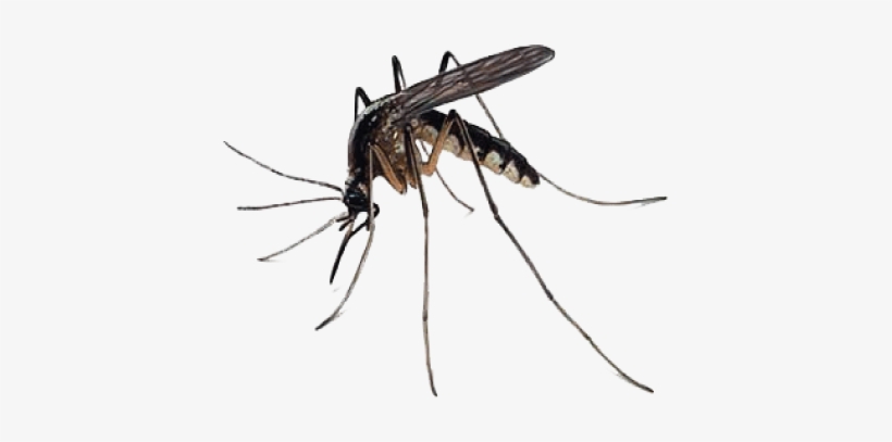 Mosquito Free Download Png - Mosquito Transparent, transparent png