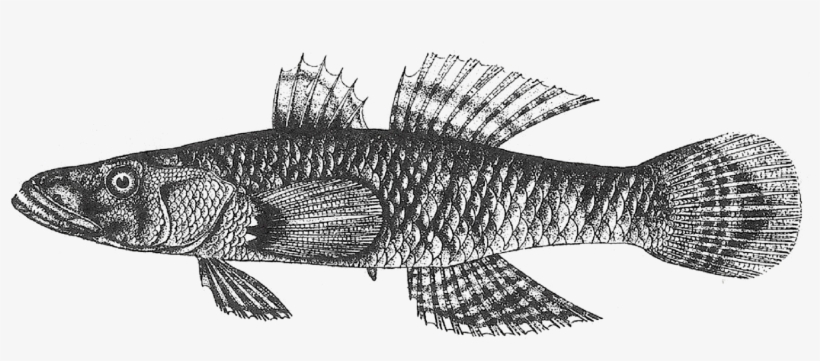 Crazy Fish, transparent png