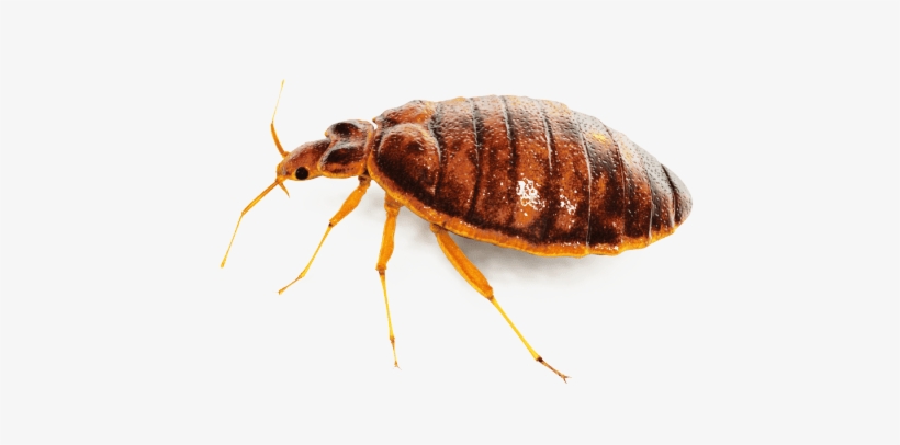 Insects - Bugs Png, transparent png