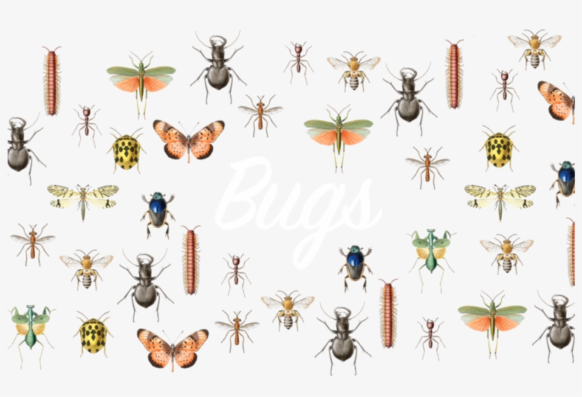 Bugs - Manticora: A Monograph Of The Genus (coleoptera, Cicindelidae,, transparent png