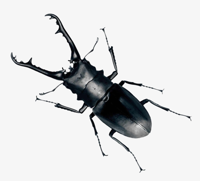Beetle Png, transparent png