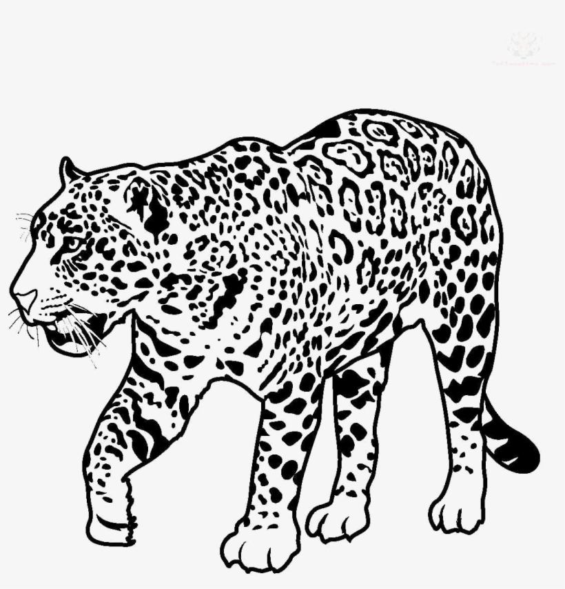 Jaguar Walking Transparent Image - Jaguar Clipart Black And White, transparent png