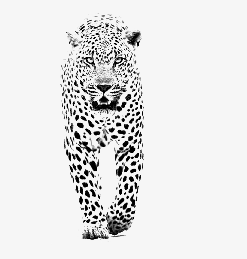 Leopard Jaguar Lion Tiger Black Panther - We Heart It Iphone 5, transparent png