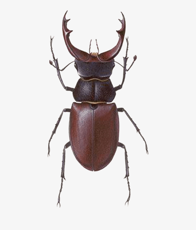 Stag Beetle Transparent Png Image Bug Image Transparent - Stag Beetle Male Female, transparent png