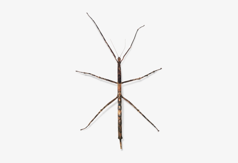 Stick Inscet Pics Png Black And White Stock - Biodiversité: L'avenir Du Vivant [book], transparent png