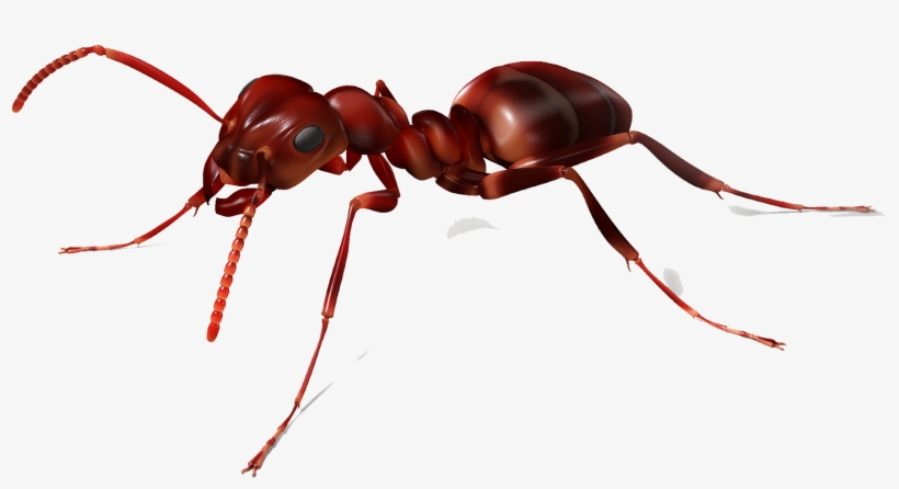 Insects - Leaf Cutter Ants Png, transparent png