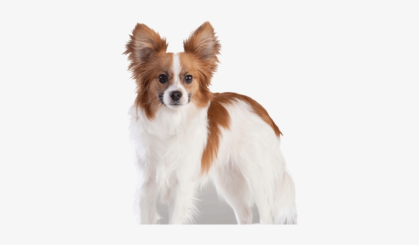 Taz - Papillon, transparent png