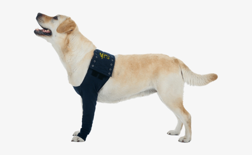 Mps Taz Sleeve - Suitical Dog Recovery Sleeve - Black - Large, transparent png