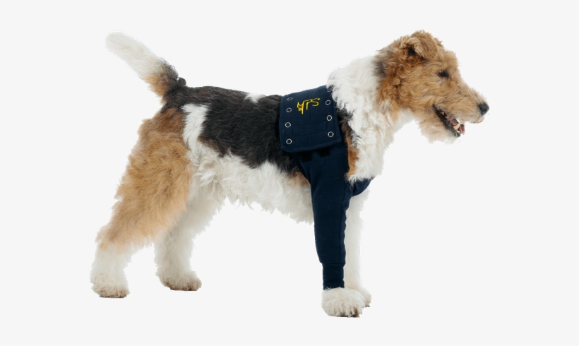 Mps Taz Sleeve - Dog Front Legs Protection, transparent png