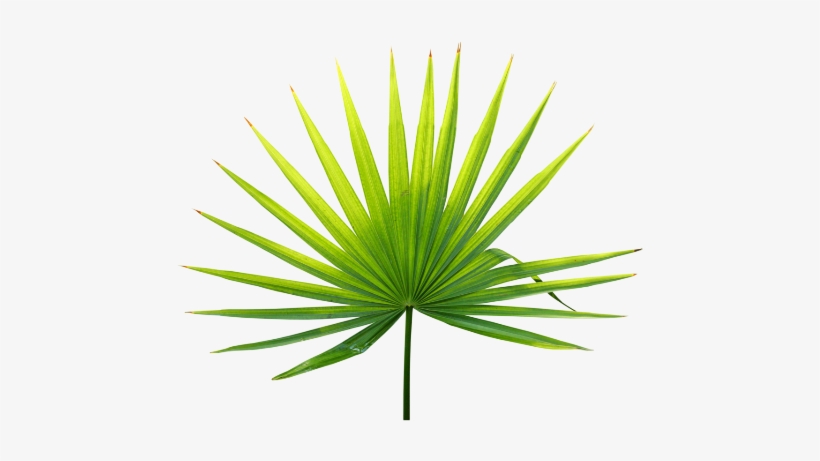 Portable Network Graphics, transparent png