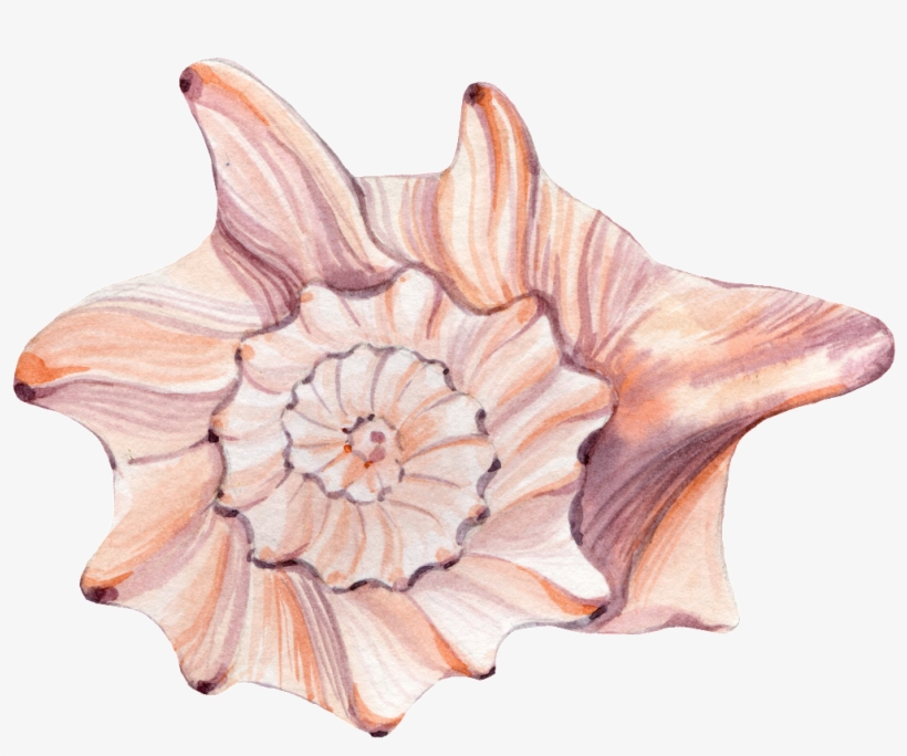 This Graphics Is Hand Painted Rare Shell Png Transparent - Portable Network Graphics, transparent png