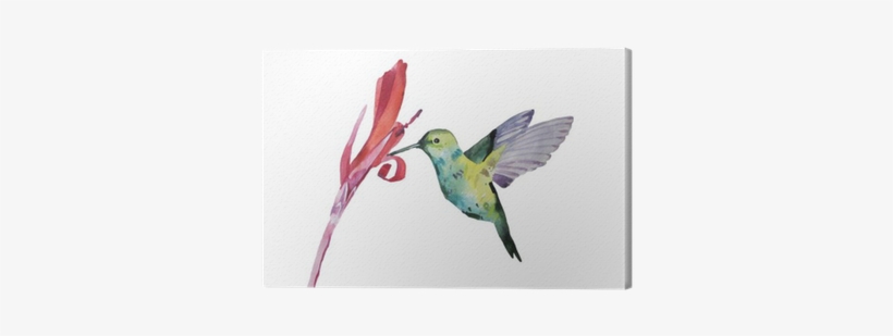 Watercolor Illustration, Colobri Canvas Print • Pixers® - Watercolor Painting, transparent png