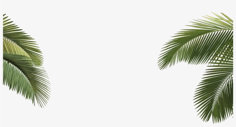 Arecaceae Asian Palmyra Palm Howea Forsteriana Tree - Life By Design 9781285130903 (paperback), transparent png
