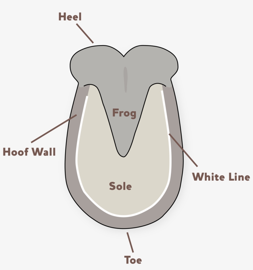 Donkey Hoof Problems - Donkey Hooves, transparent png