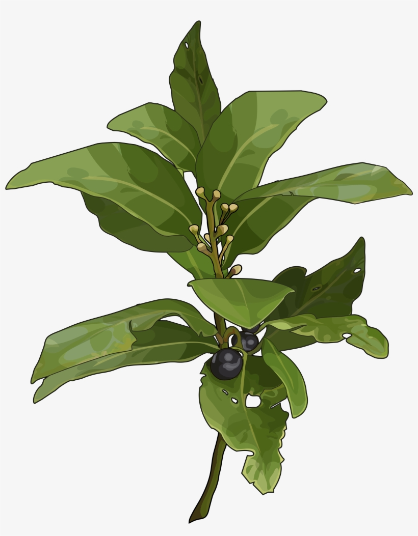 Archivo - Laurel - Rowan Leaf, transparent png