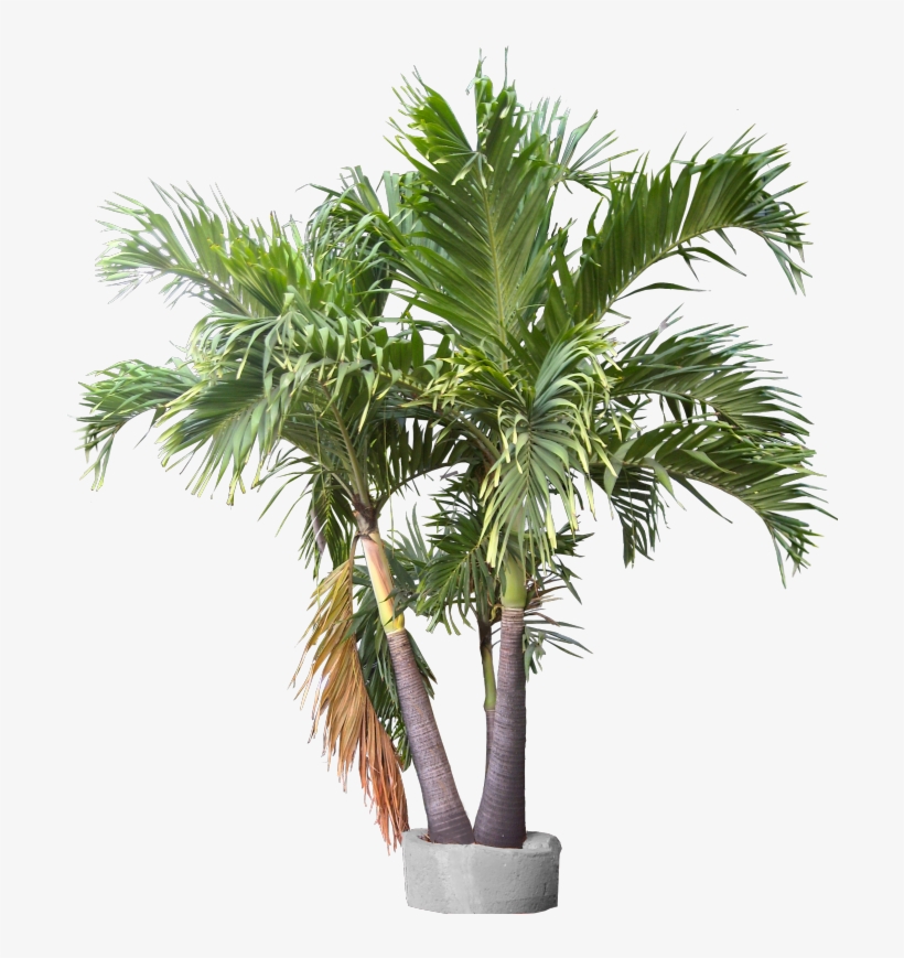 Triple Trunk Container Plant Images, Trunks, Container, - Lady Palm Plant, transparent png