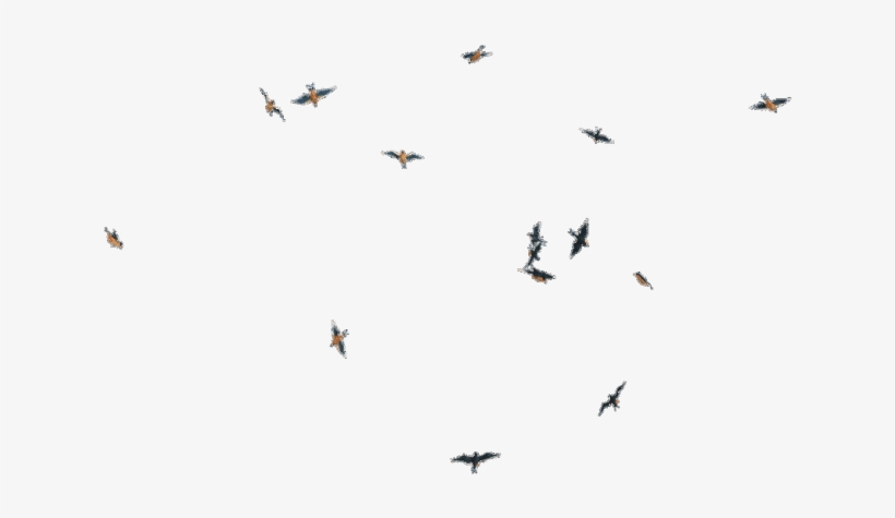 Birds Png New - Transparent Fly Bird Png, transparent png