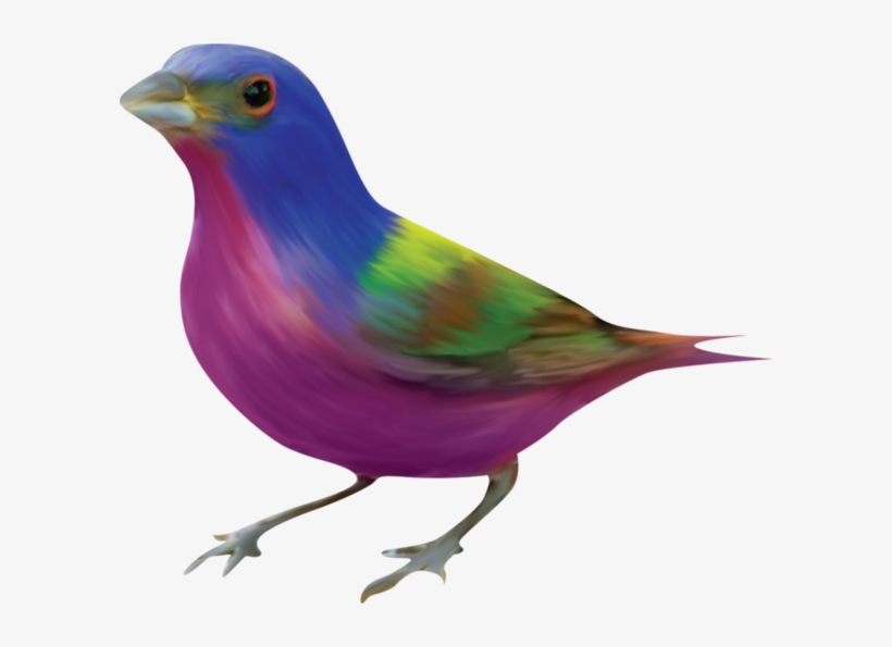 Oiseaux,birds,png - Painted Bunting, transparent png