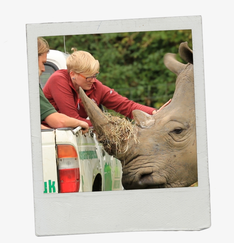 My Name Is Hayley And I Am The New Learning And Discovery - White Rhinoceros, transparent png