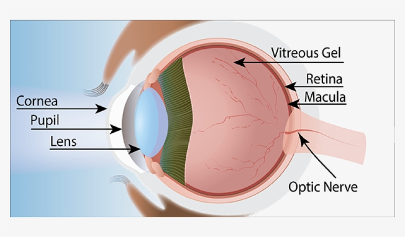 Illustration By Niki Barolini - Sphere, transparent png
