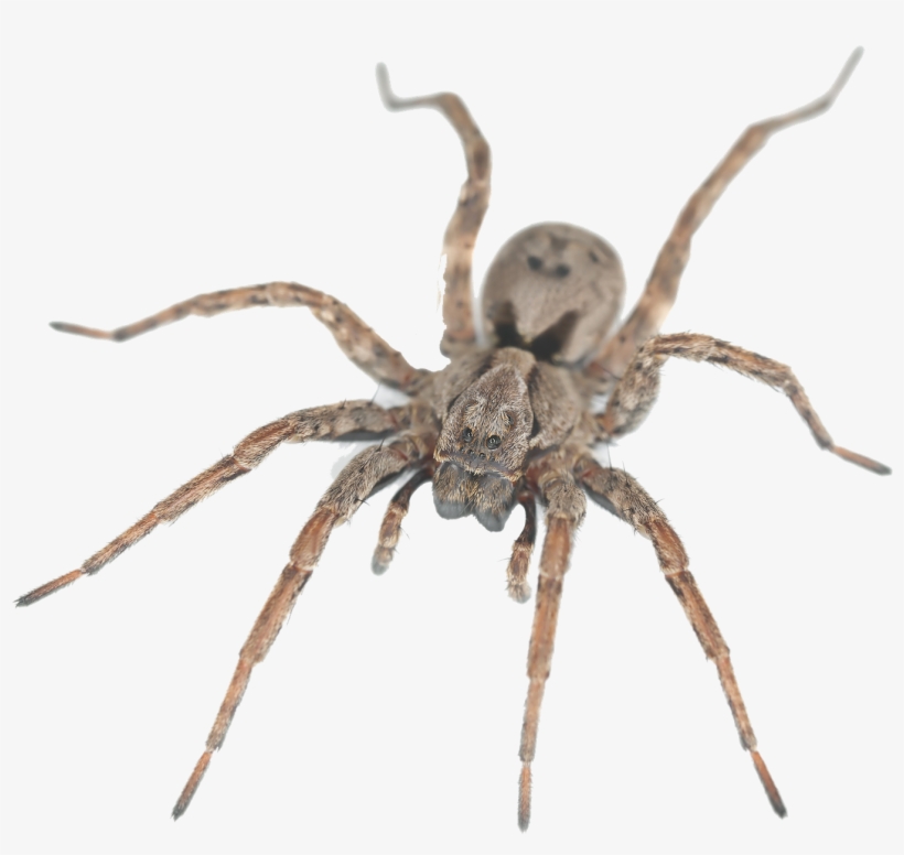Wolf Spider House Spiders, transparent png