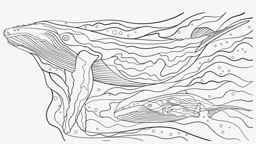 "humpback Whales" Inside Cover And Last Page Spread - Line Art, transparent png