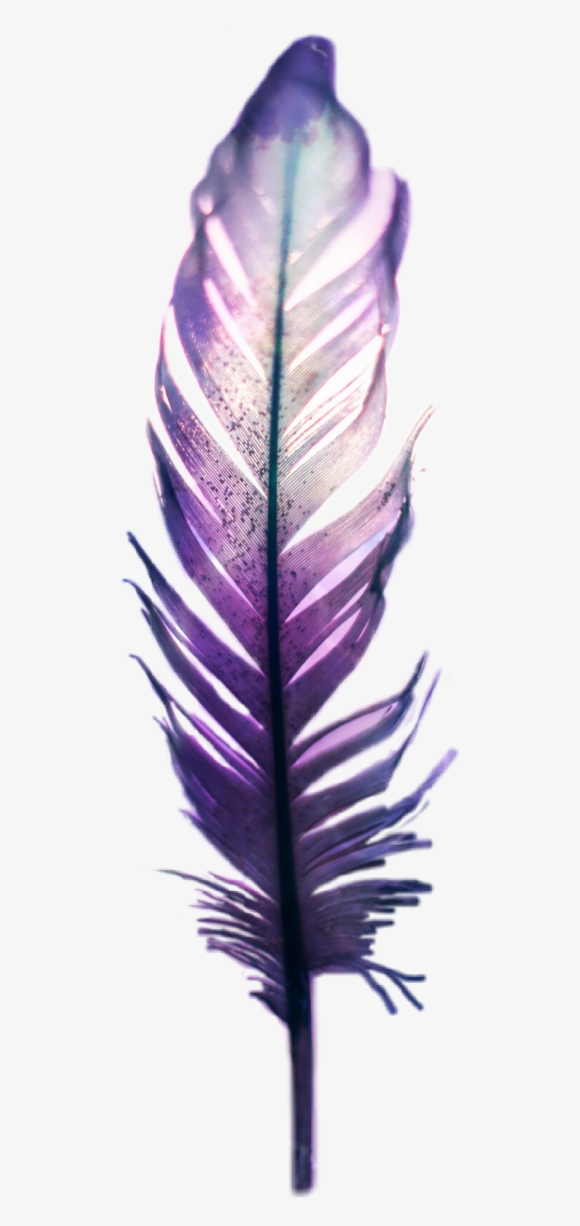 Feather, transparent png