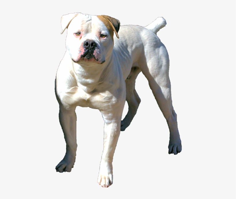 Puppies For Sale Studs Available Arizona Breeders - Olde English Bulldogge, transparent png