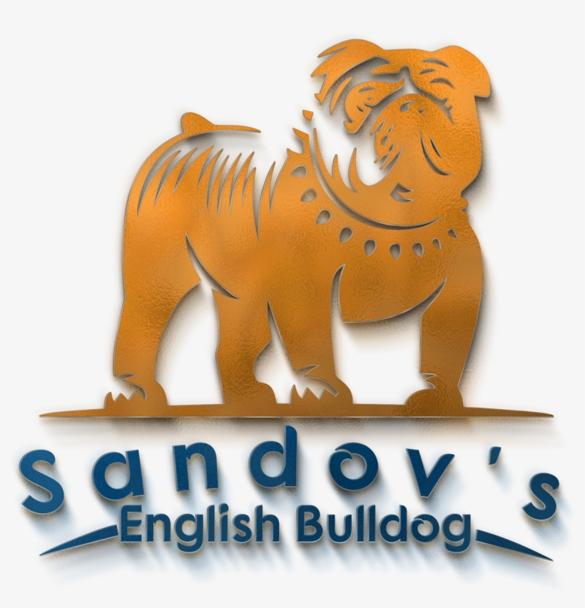 Sandov's English Bulldog - Masai Lion, transparent png
