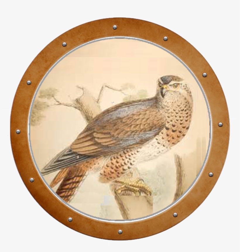 Uncategorized, Gas Tank - Sharp Shinned Hawk, transparent png