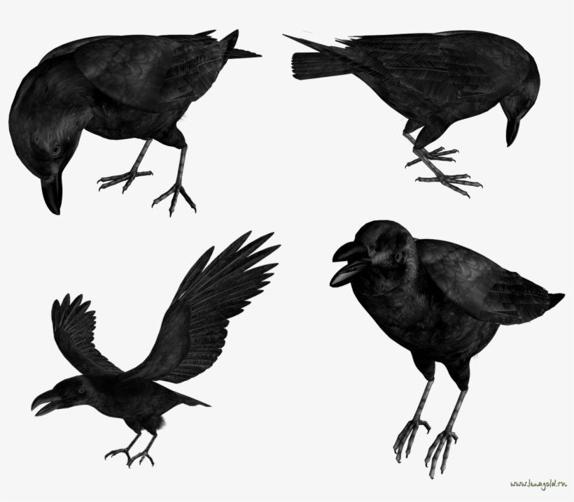 Raven Png - Flying Raven Png, transparent png