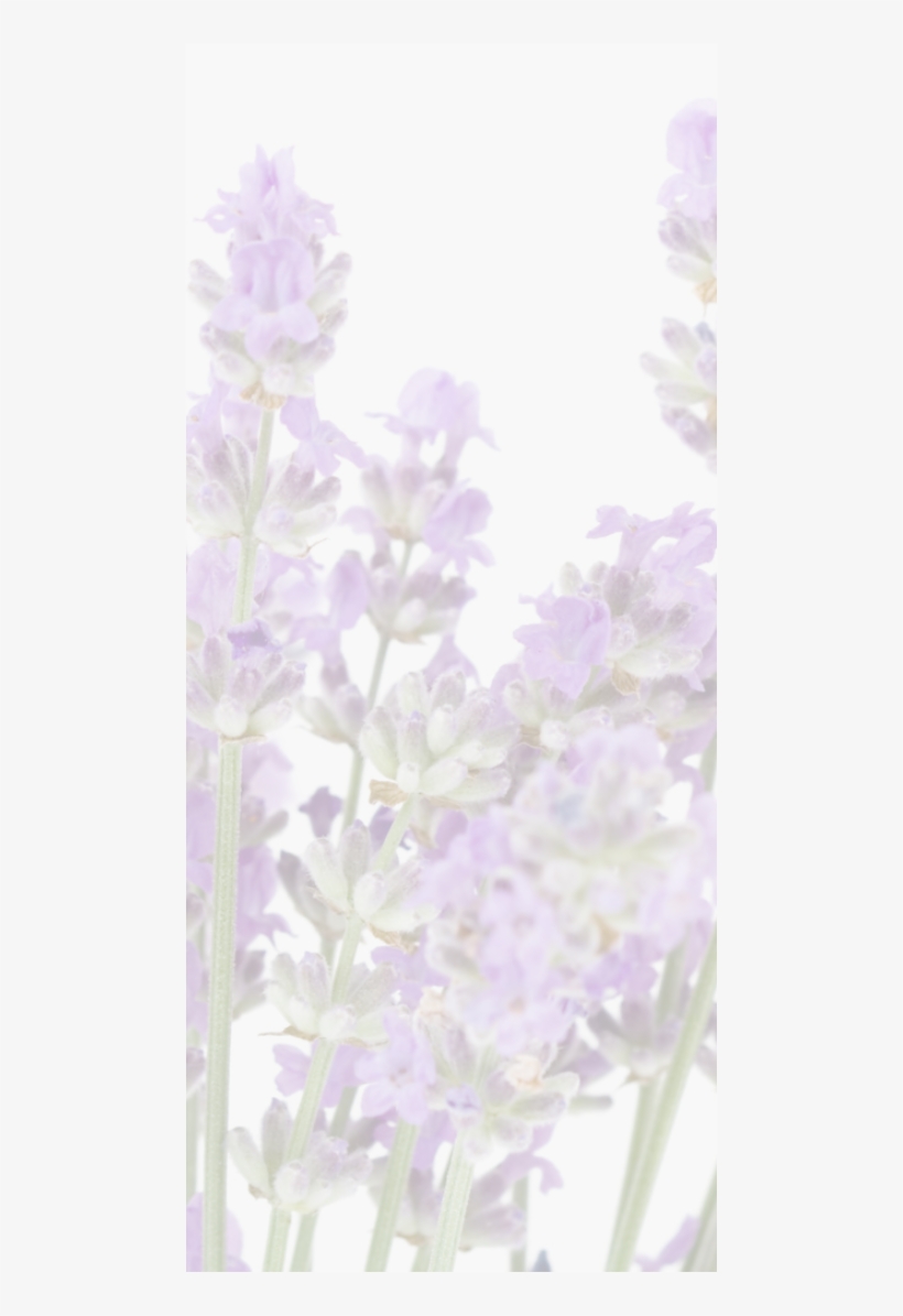 We're Told That The Greeks And The Romans Used Lavender - English Lavender, transparent png