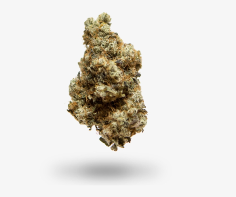 Thurman Street Collective - Arizona Cypress, transparent png