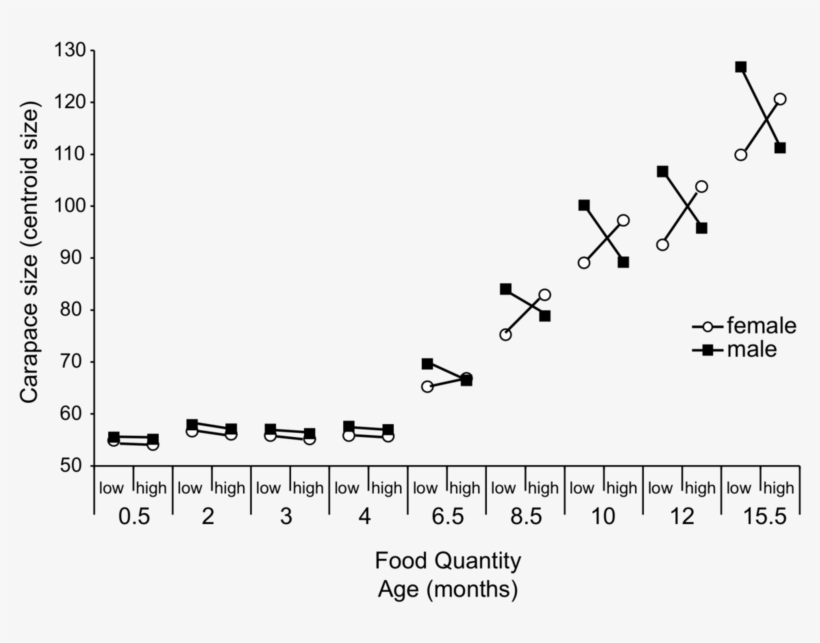 Ontogeny Of The Response Of Carapace Size Of Chelydra - Diagram, transparent png