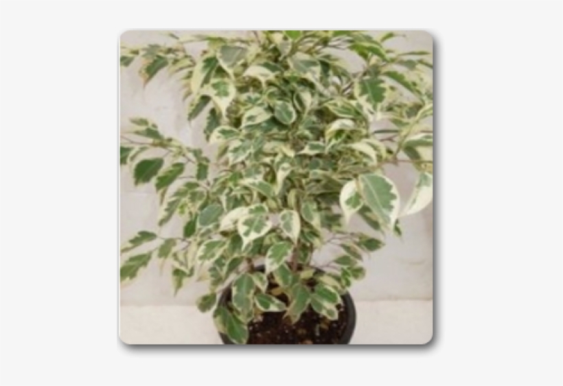 Ficus Plants, transparent png