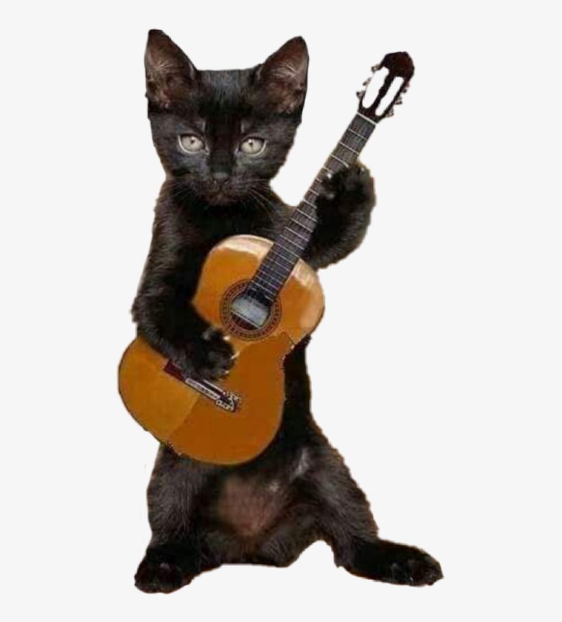 Flamenco Cat, transparent png