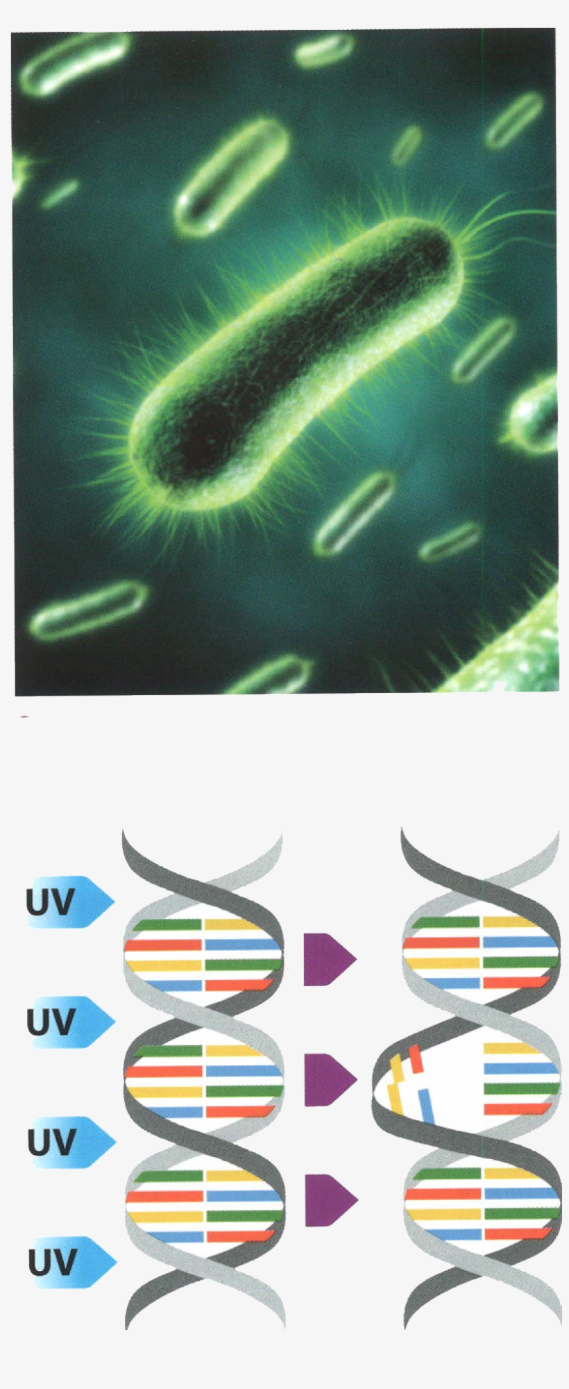 Esterilización Del Agua Con Rayos Uv - Respiration For Plants Ks2, transparent png